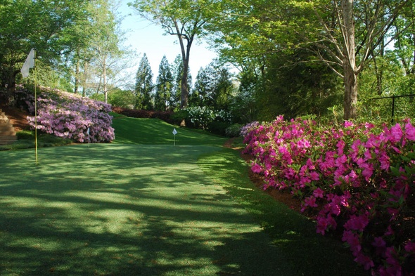 Charlotte backyard putting green grass with flags and pink flowers